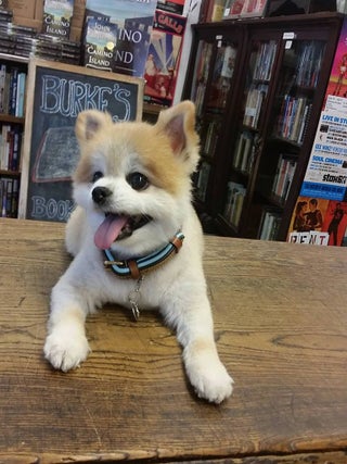 Sammy