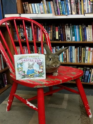 Sowa the Bunny