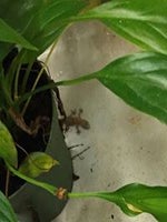 Gojira the Book Store Lizard
