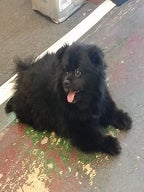 Recent Canine Customers Image #32