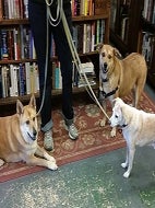  Angel, Lila, and Hector