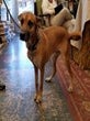Mutt