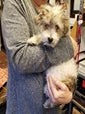 Pippin
